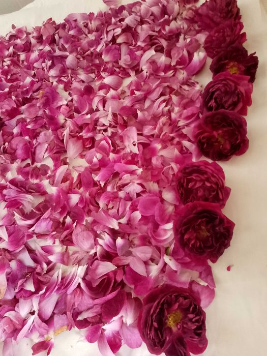 Trandafir DAMASC uscat petale