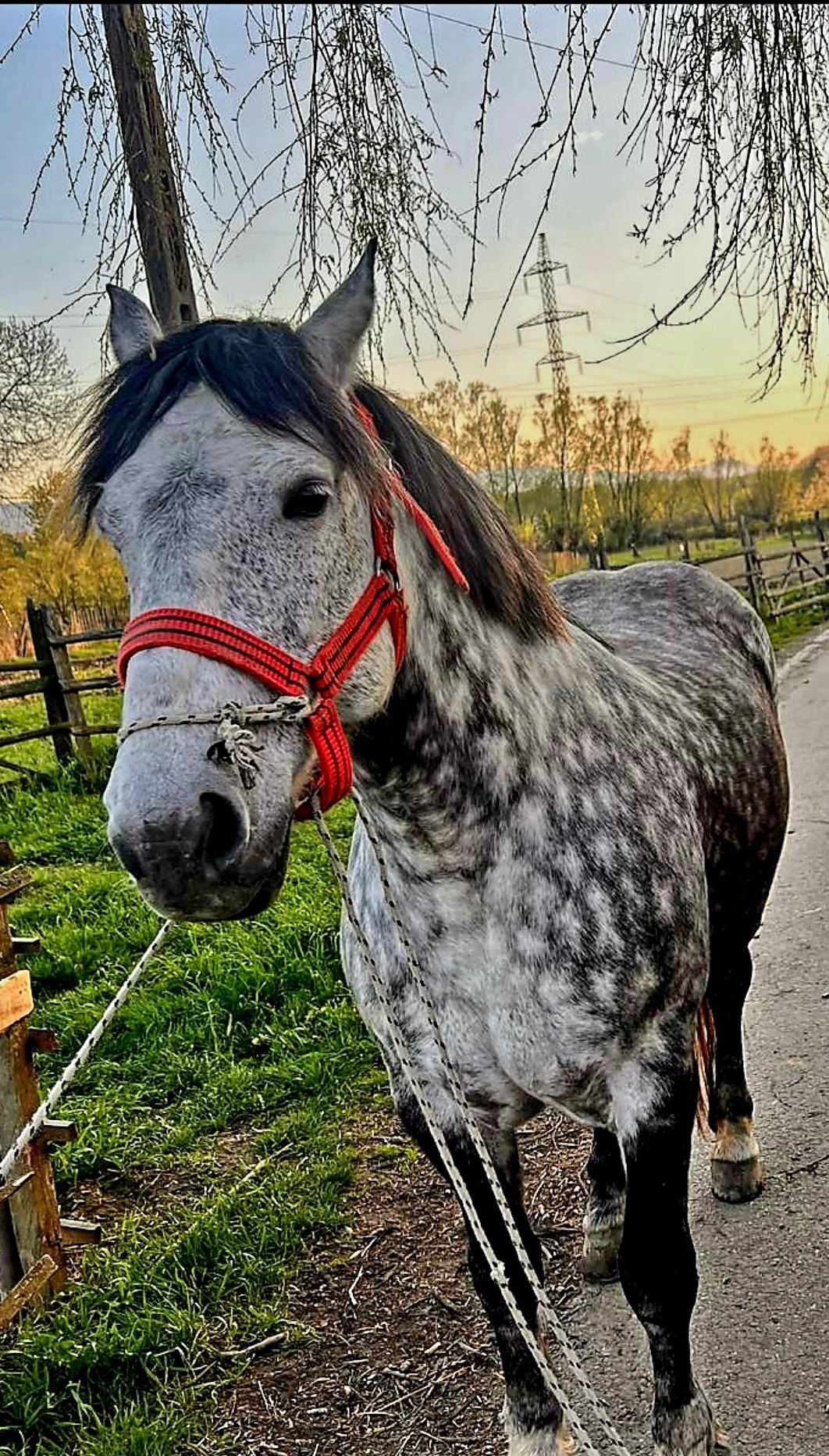 VAND iapa Percheron