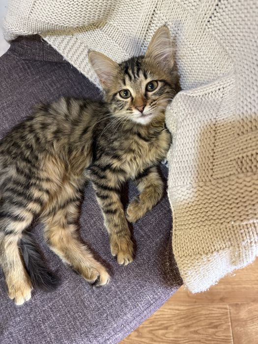 Кошечка Тигруся 3 месяца