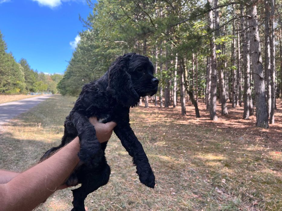 Американски кокер шпаньоли и спрингер шпаньол