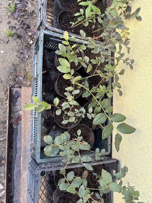 Vand plante de afini si aronie