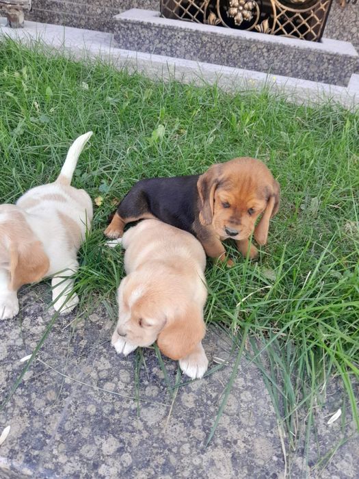 Продаються щенки Бигли