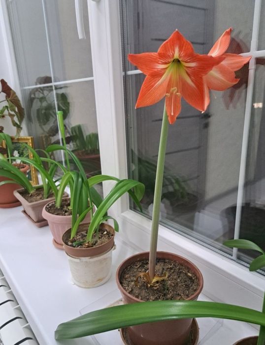 Продаются Амарилисы