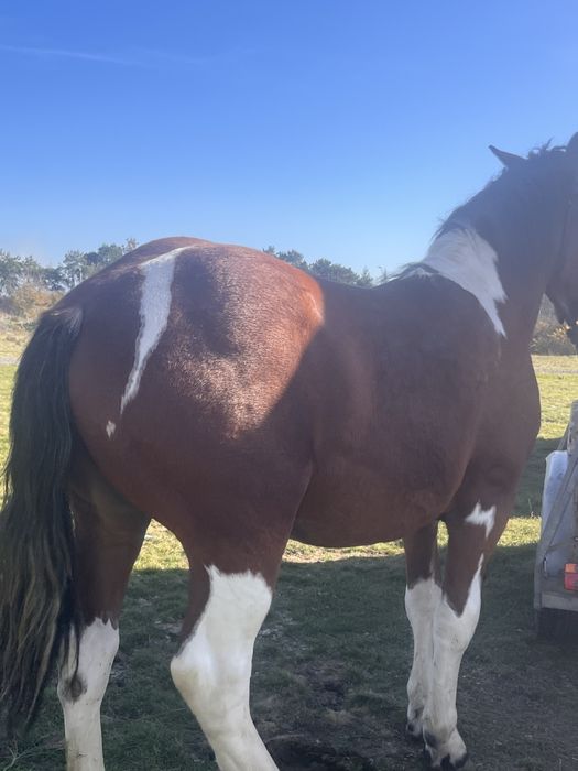 Vand manz 1 an jumate sau schimb