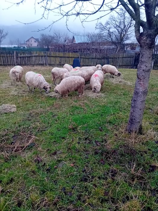 Vand 10 oi și 1 berbec mior