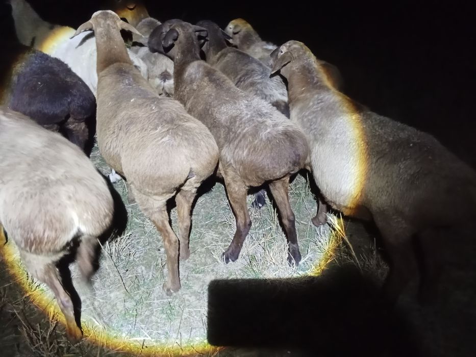 Семиз койлар. 1кора 1ен. Таза бидаймен байланган. 100бас.оптом сатылад