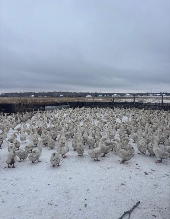 Продам гусей Линда