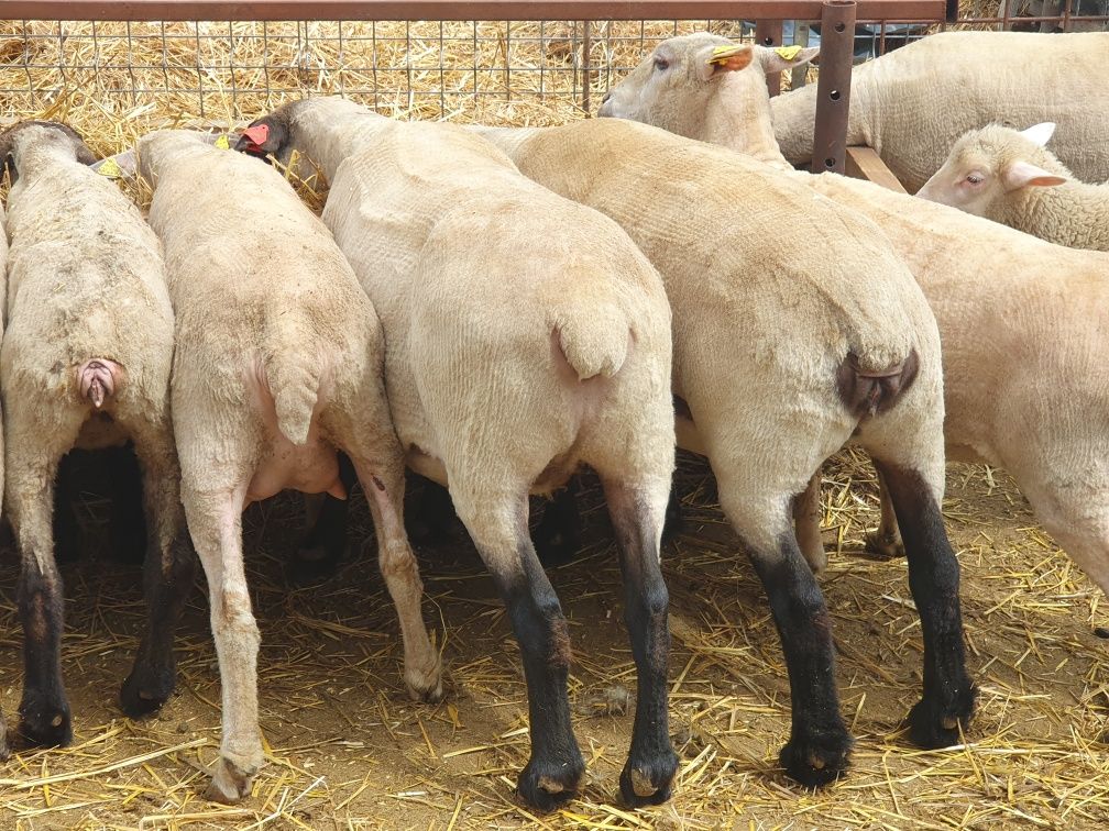 Oi de carne Suffolk, rasa de carne Palas, Ile France