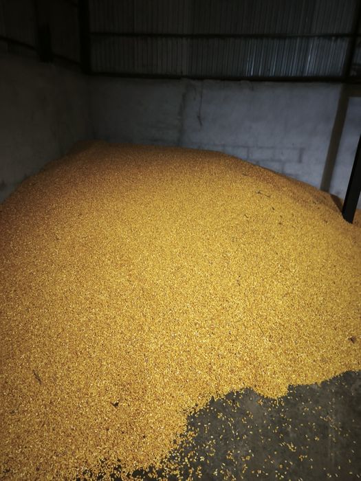 Porumb semi-sticlos 2025