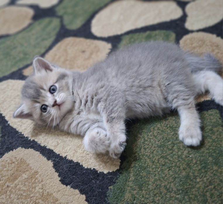 Кошки Скоттиш Страйт