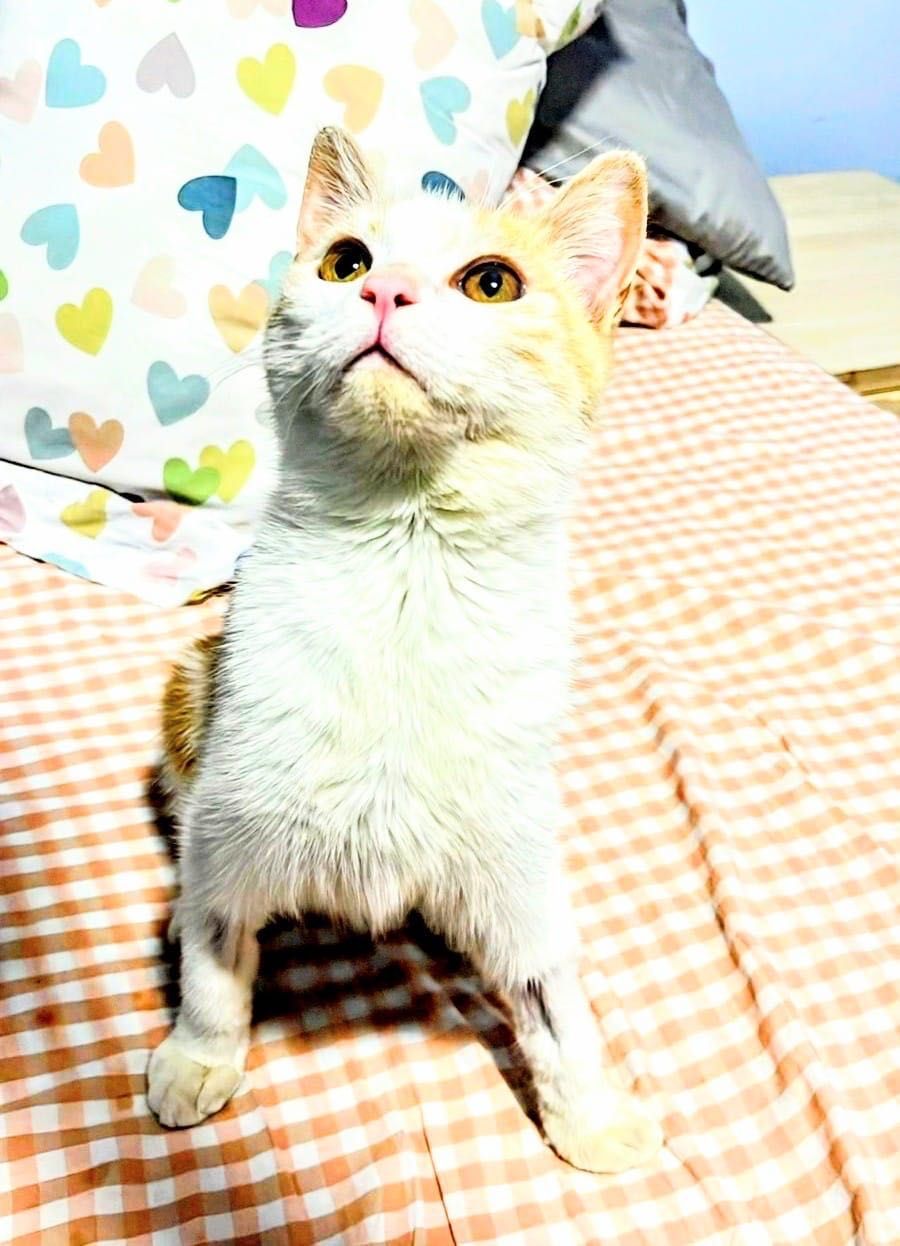 Спасенный котенок 8 месяцев