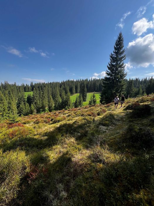 Teren Intravilan Marisel  - ideal pentru cabane sau glamping