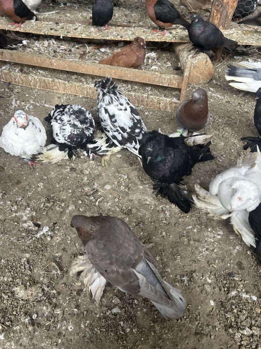 Vind porumbei, takla , jucatori de botosani, tobosari germani , tobosa