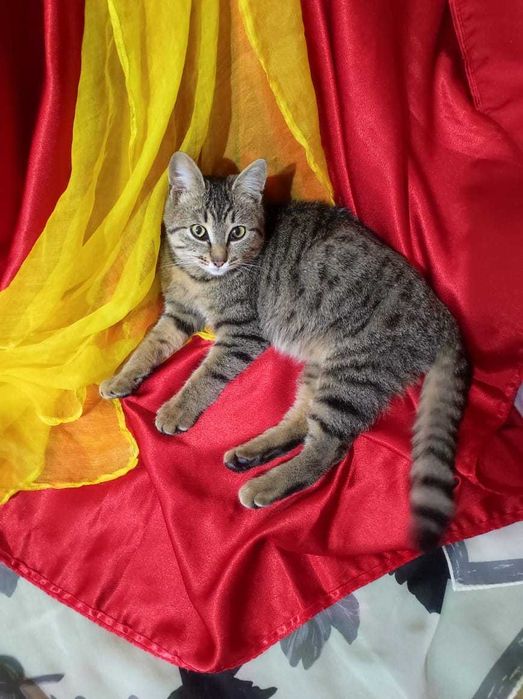 Пристрою кошечку в хорошие руки