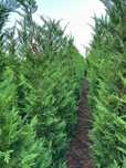 Cupressus leylandii 
Livram în toată țara