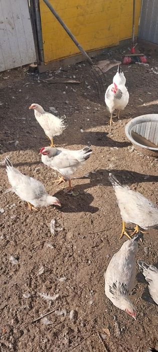 Продам петухов адлерская серебристая 3,5мес