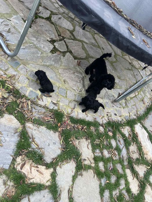 Мини пудел BLACK