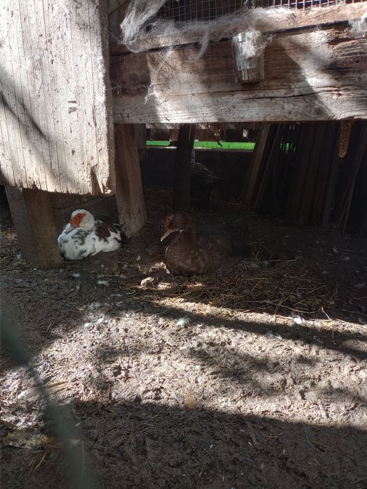 Vând rate mute lesesti