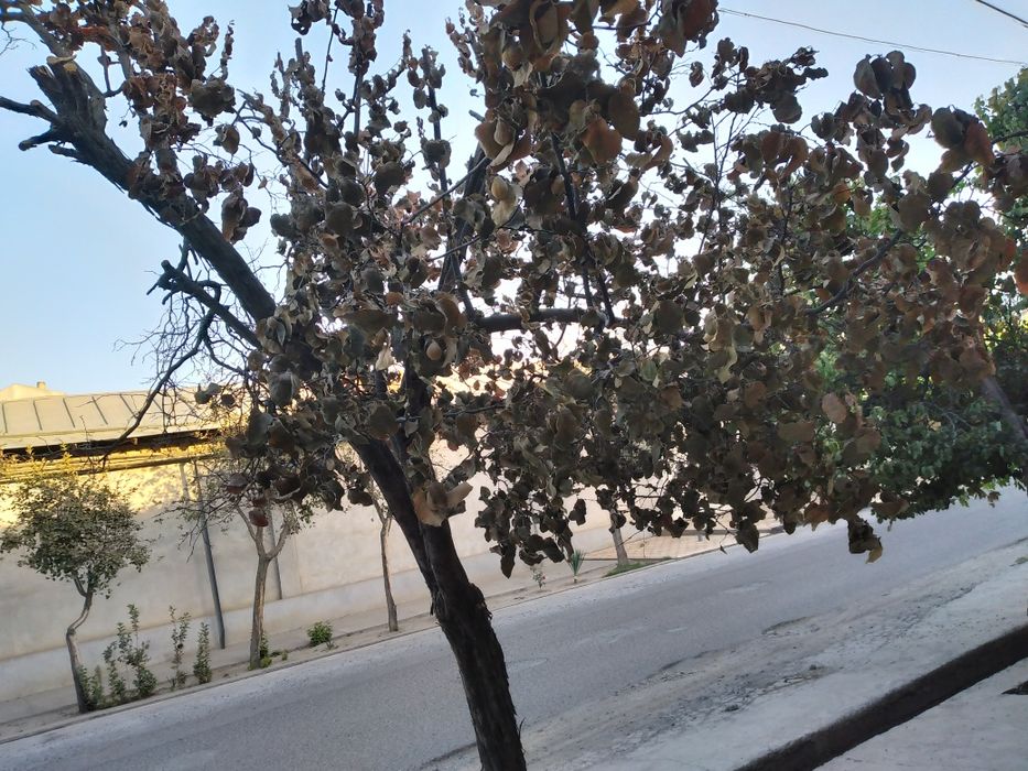 Ӯтин бепул берилади/ Драва бесплатно отдам