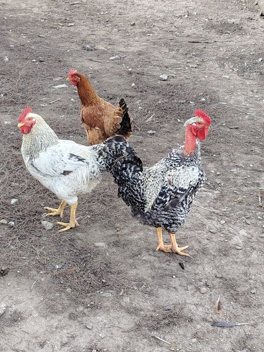 Păsări de curte tinere