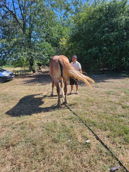 Iapa grea 2 ani si 8 luni