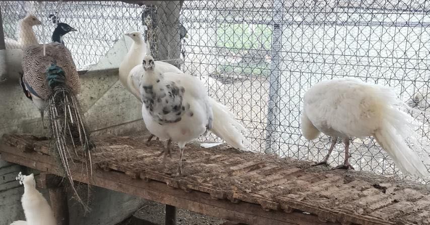 Тригодишни пауни