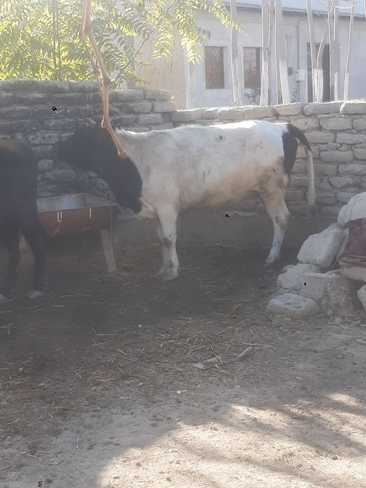 Mol sotiladi  rassiya paroda