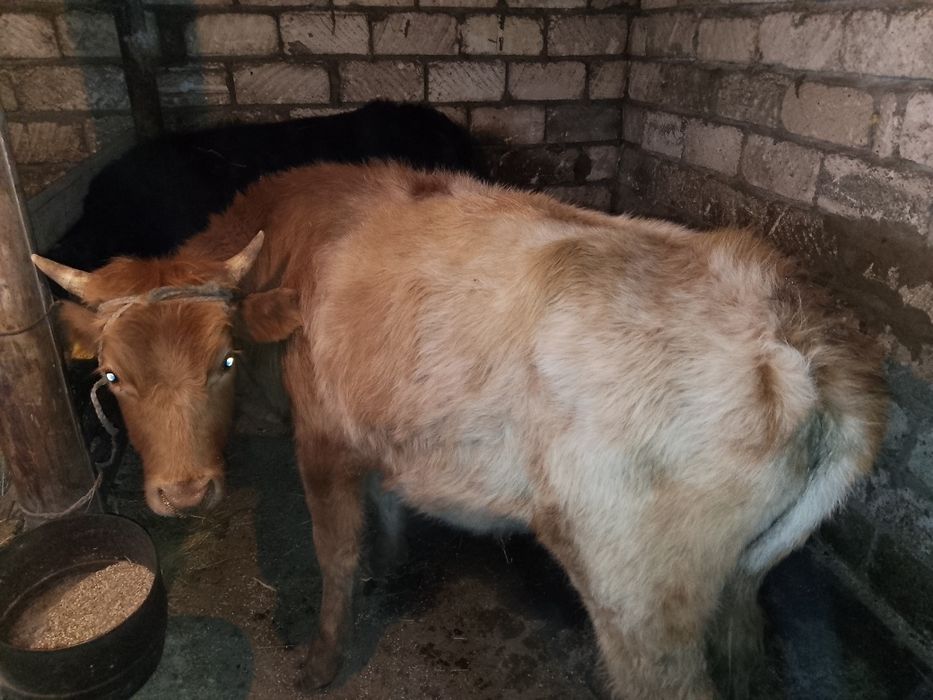 Продам бычек кострат