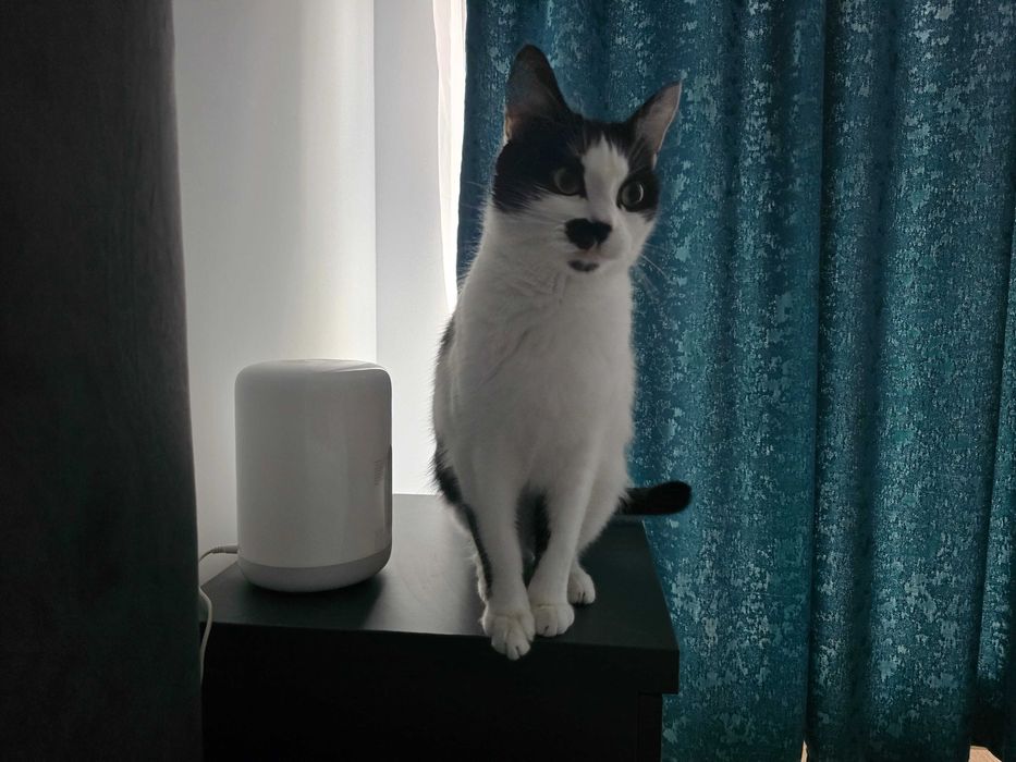 Donez pisica rasa Europeană