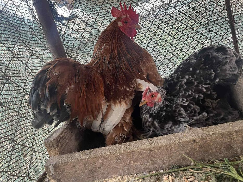 Cochin pitic portelan 2+1