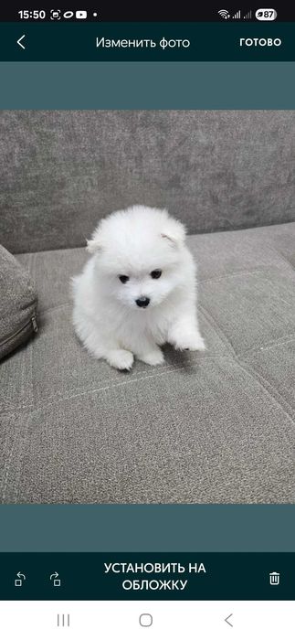 Продаются щенки японского шпица