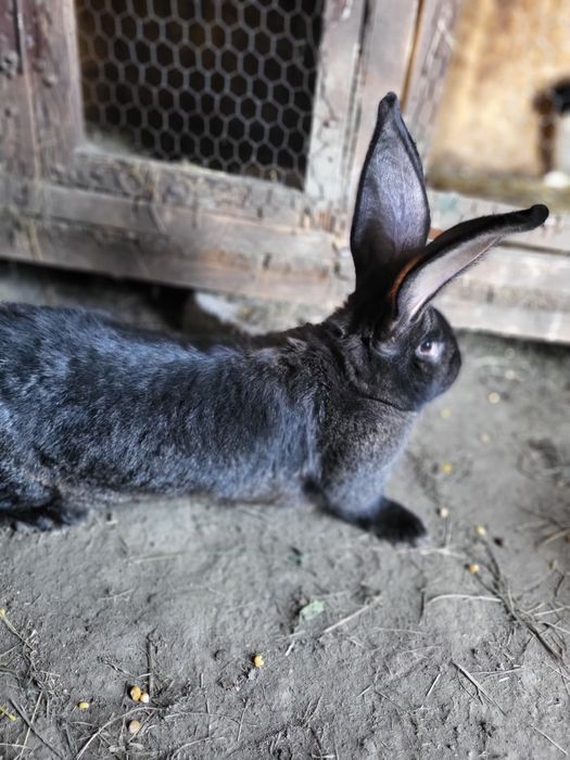 Disponibila femela UG