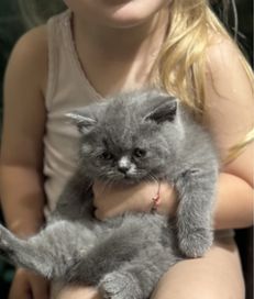 Британкска женска котка на 2 месеца