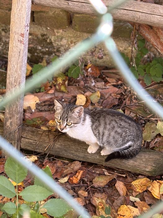 Donez pisici varsta 3 luni