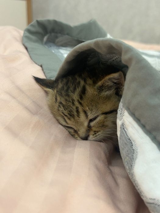 Шотландский Котенок 1.5 месяцев