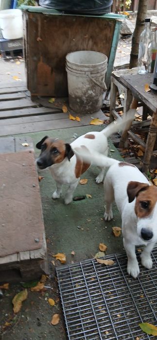 Jack Russel Terrier gratis