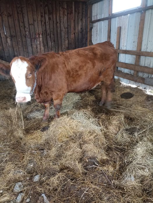 Vaca baltă romaneasca