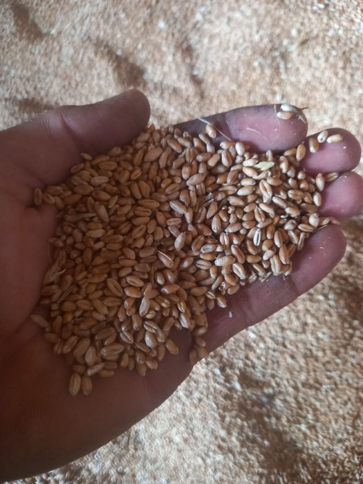 Vând grâu si triticale