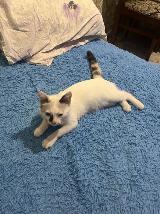 Отдам кошечку 4 месяца