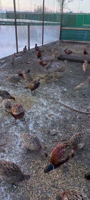 Фазан  охотничий