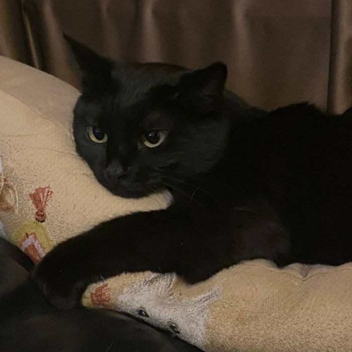 Выгул питомцев собак/кошек и т.д