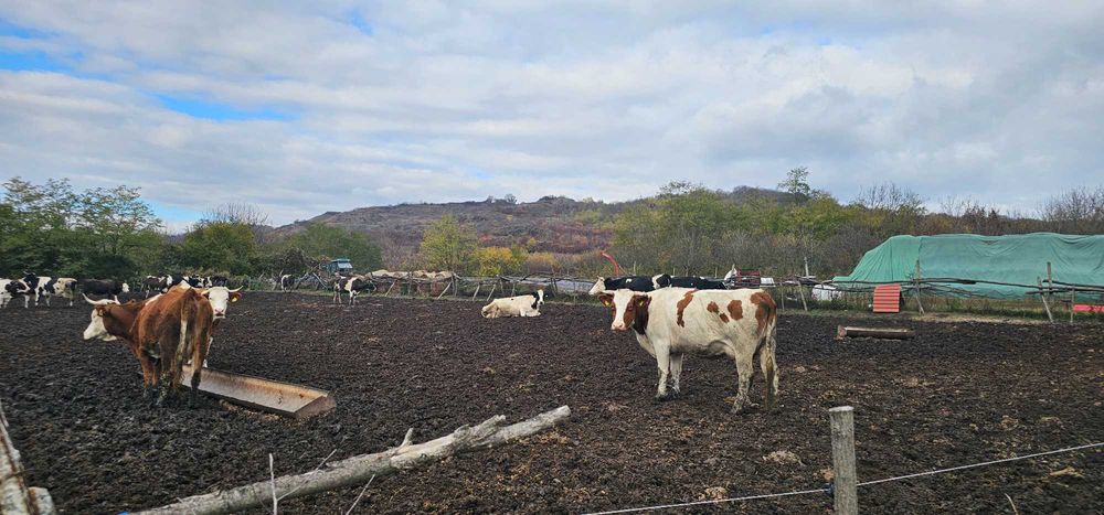 De vanzare 20 de vaci