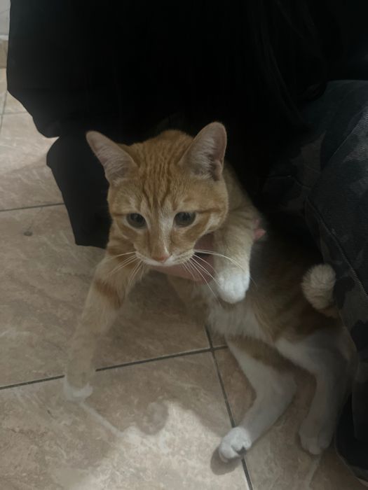 срочно отдам кота