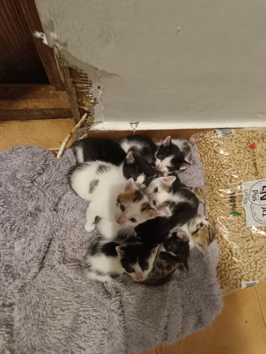 Spre adopție vrea cineva? Sunt drăgălași