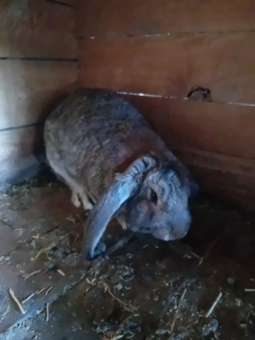 Vind iepuri berbec german