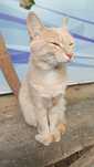 Котик в заботливые руки
