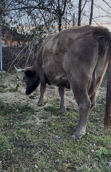 Vand vaca gestantă în 7 luni