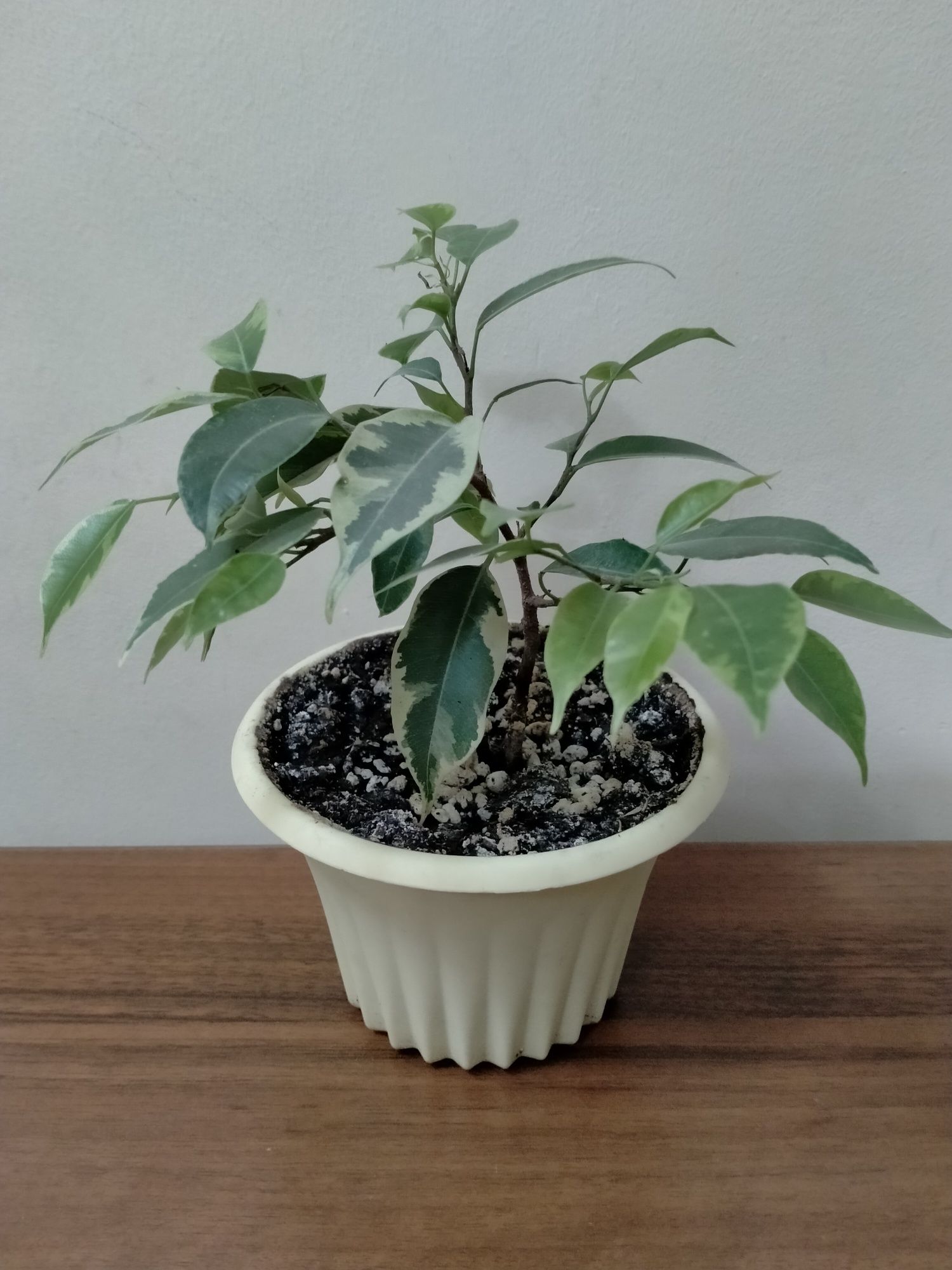 Продам фикус Бенджамина Кинки