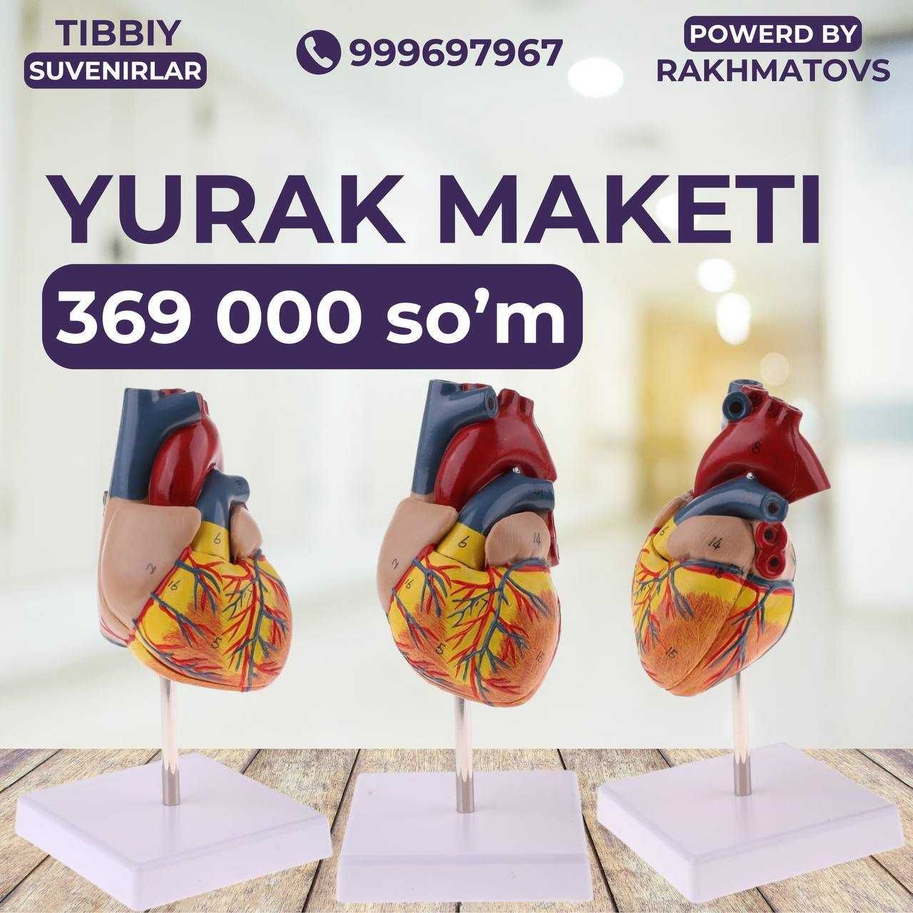 Юрак муляж. Сердце анатомический муляж