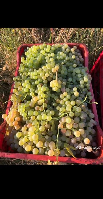Struguri pentru vin   cu transport gratuit la domiciliul